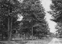 Pequeno Bosque em Campos (anos 50)